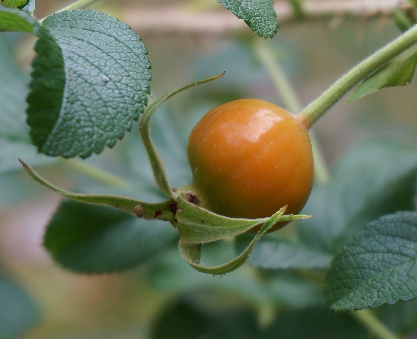 Sony Alpha NEX-5T sample photo. Rose hip, turning color photography