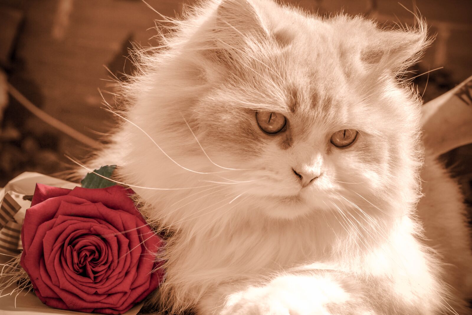 Canon EOS 600D (Rebel EOS T3i / EOS Kiss X5) + Canon EF 50mm F1.4 USM sample photo. Kitten, cat, rose photography