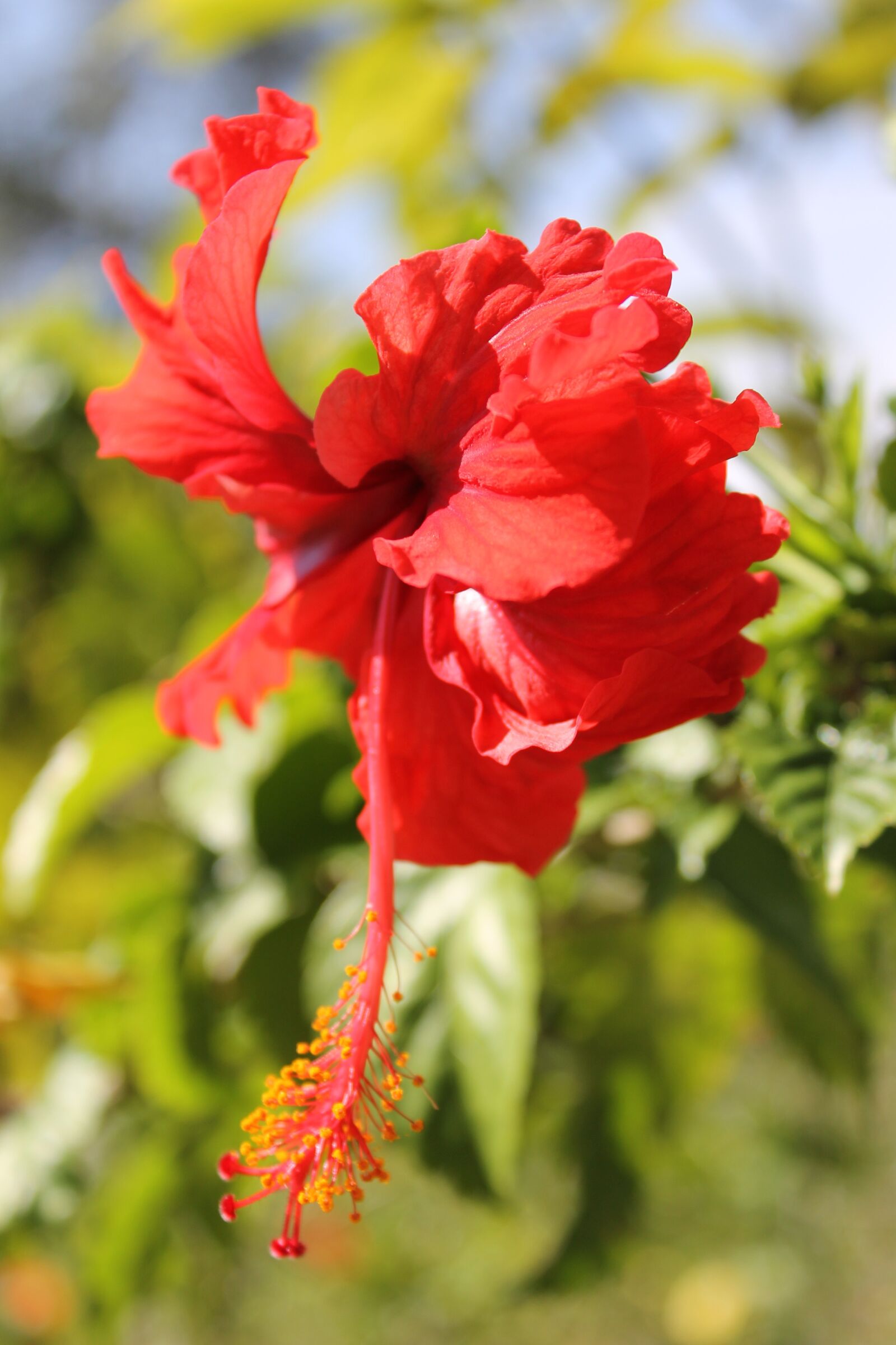 Canon EOS 1100D (EOS Rebel T3 / EOS Kiss X50) sample photo. Flower, nature, floral photography