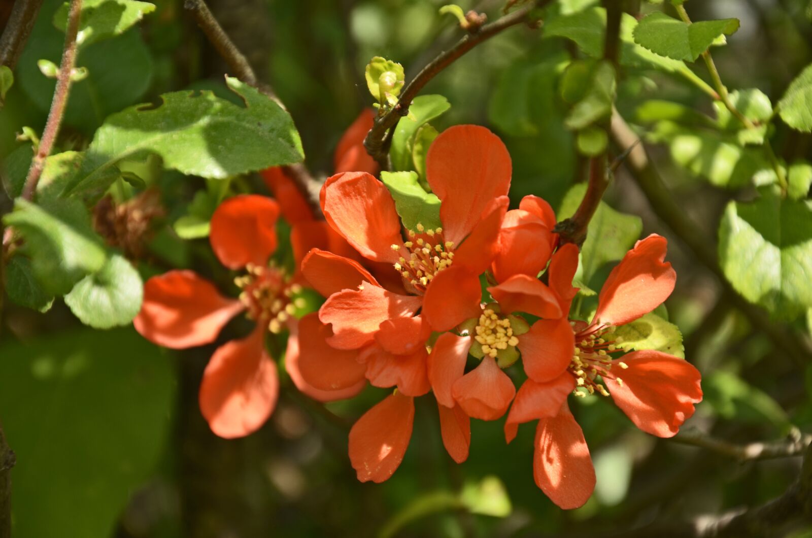 Nikon D7000 sample photo. Chaenomeles, shrubs, orange photography