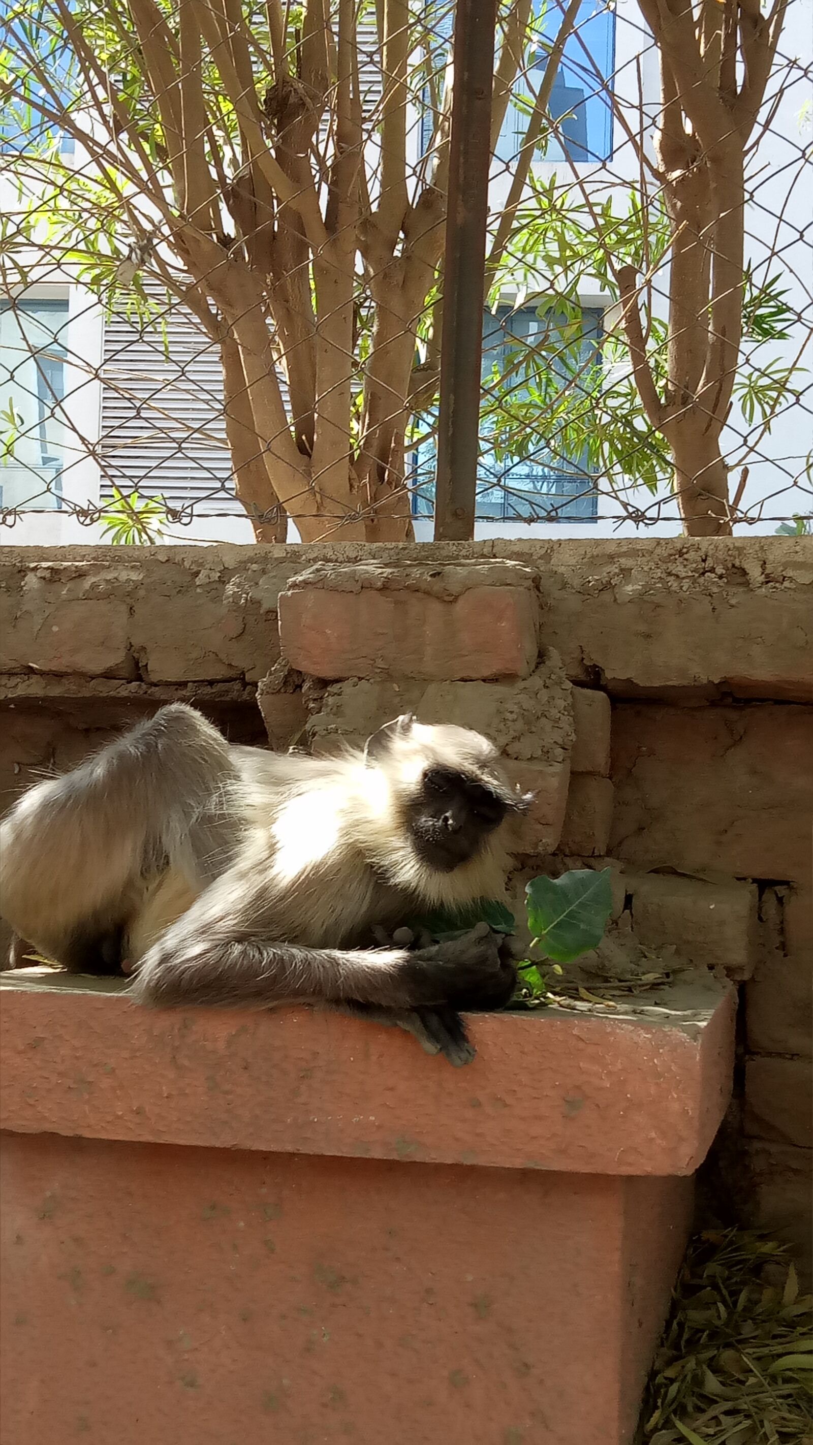 OPPO A1601 sample photo. Freestyle, monkey, sleeping photography