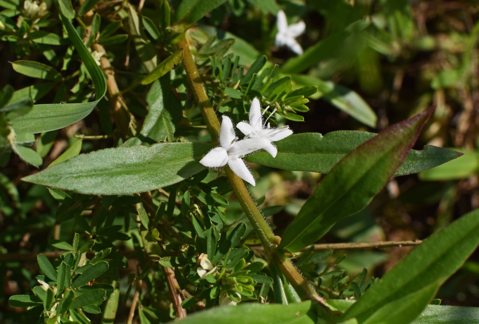 Nikon D3300 sample photo. Buttonweed, flower, blossom photography