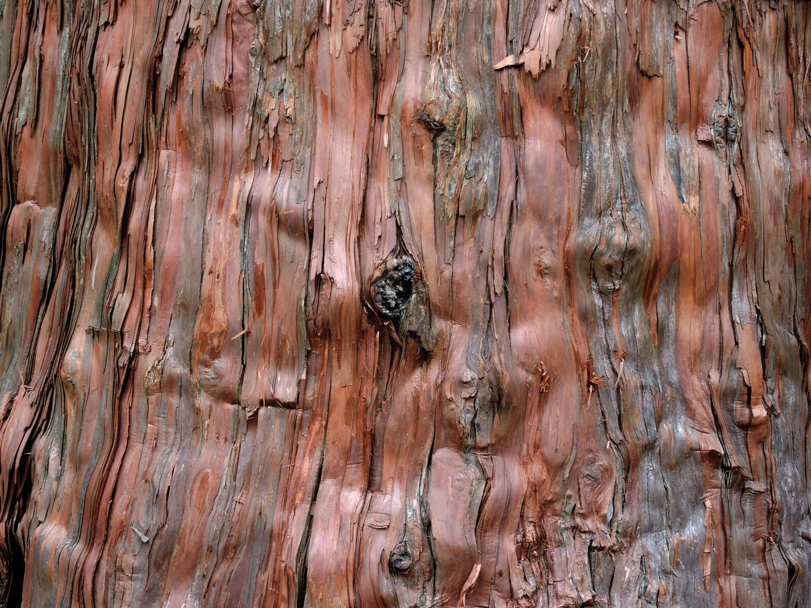 Nikon Coolpix P600 sample photo. Background, tree, cedar photography