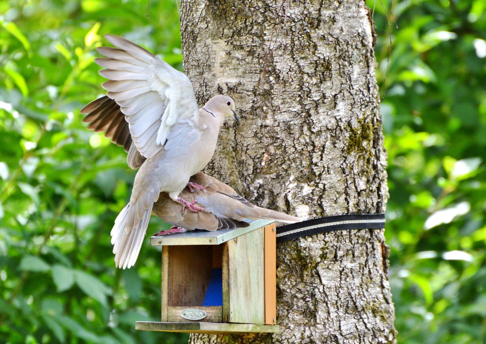Nikon D3200 sample photo. Dove, collared, bird photography