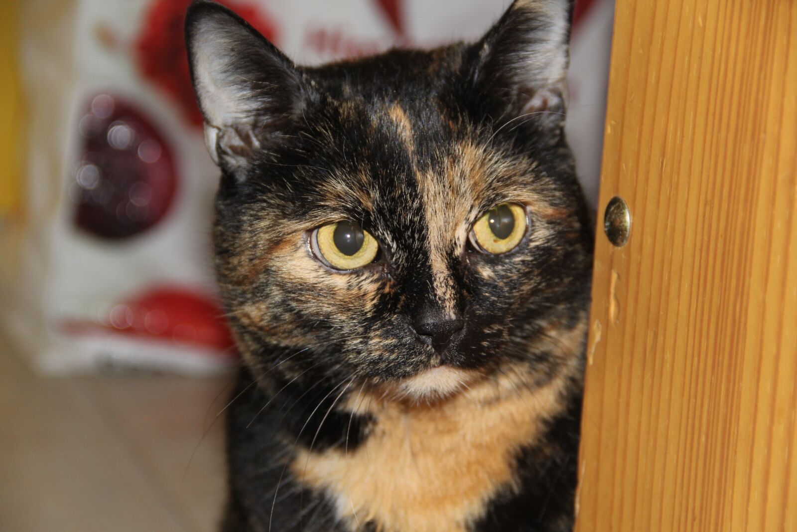 Canon EOS 60D sample photo. Cat, animal, domestic cat photography