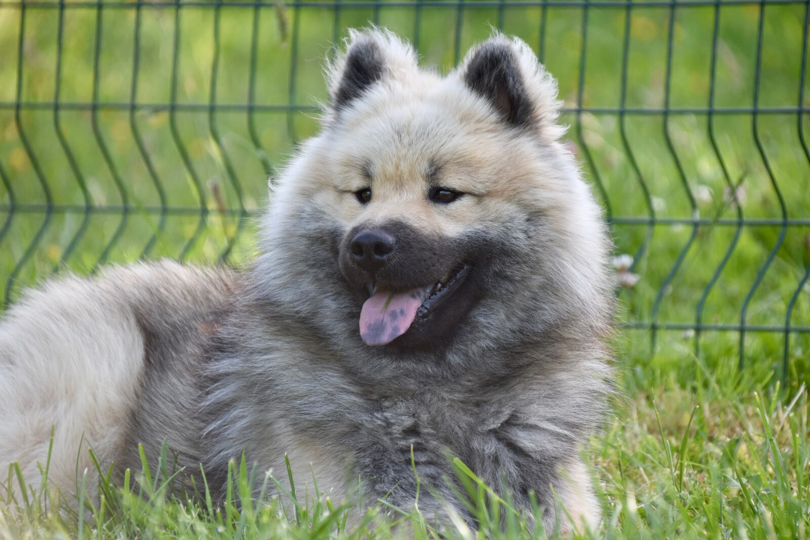 Nikon D5600 sample photo. Dog, dog eurasier, male photography