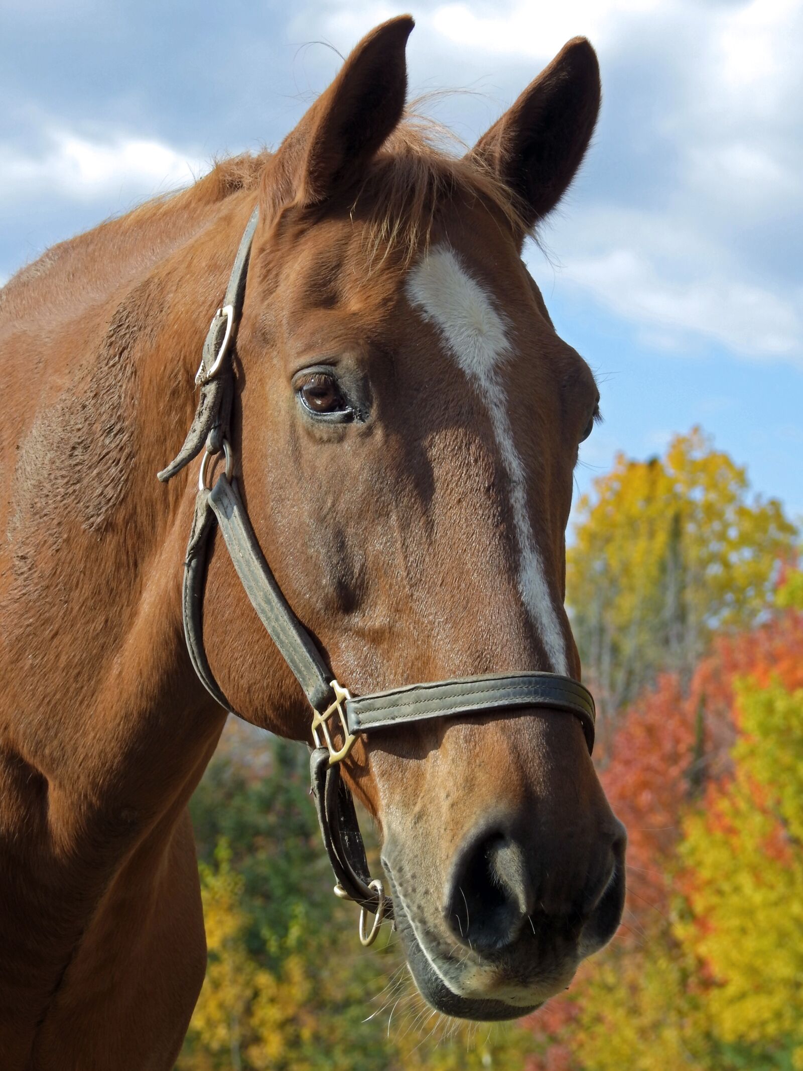 Nikon Coolpix P900 sample photo. Horse, brown, fall photography