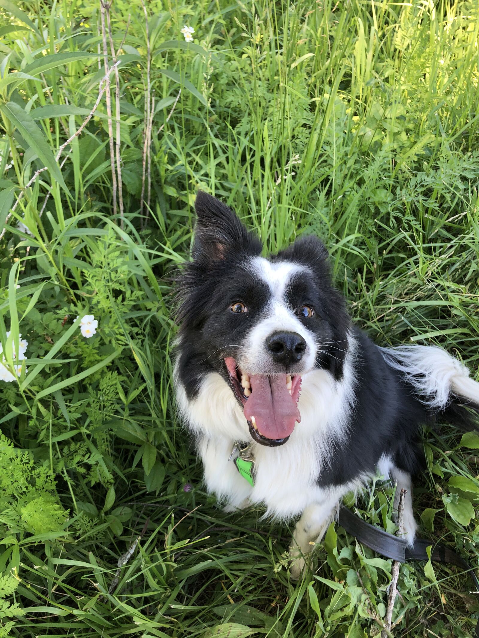 iPhone X back dual camera 4mm f/1.8 sample photo. Border collie, dog, collie photography