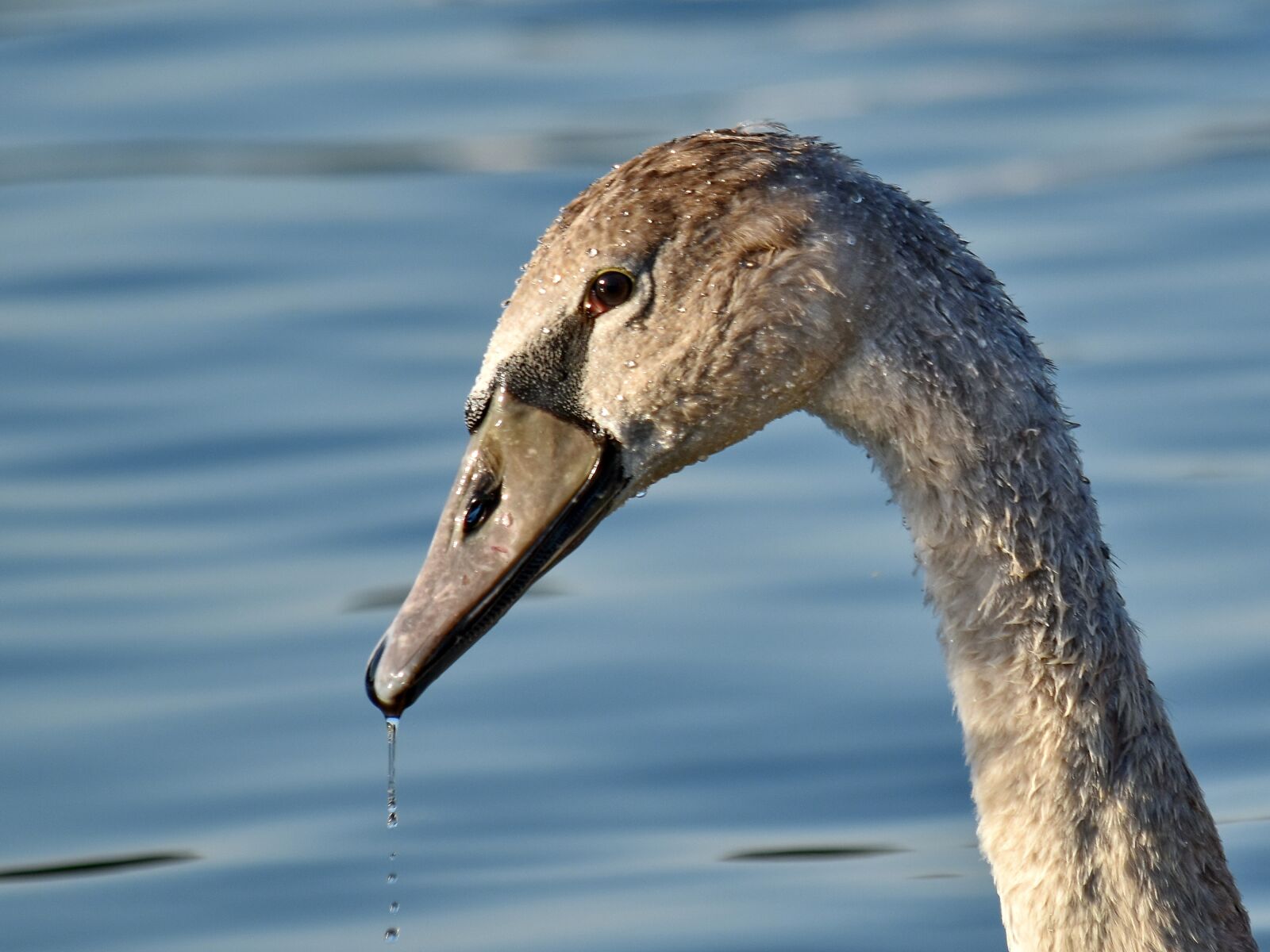 Nikon D5500 sample photo. Beautiful photo, eye, looking photography