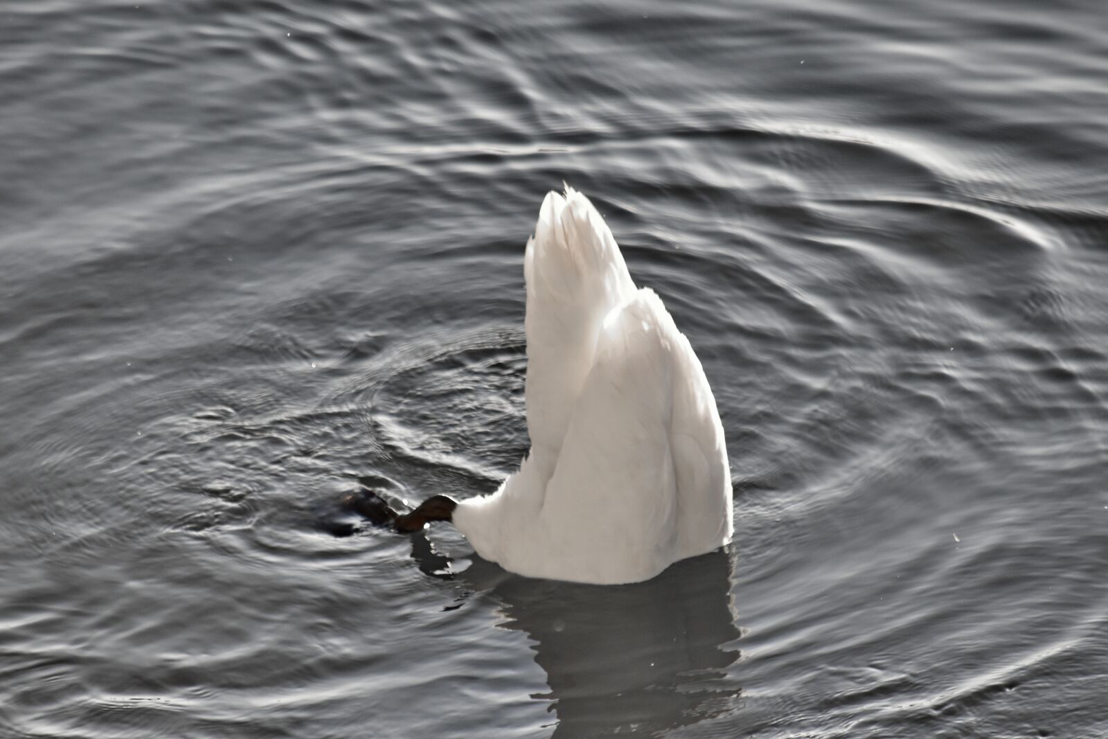 Nikon D5500 sample photo. Leg, swan, tail, underwater photography