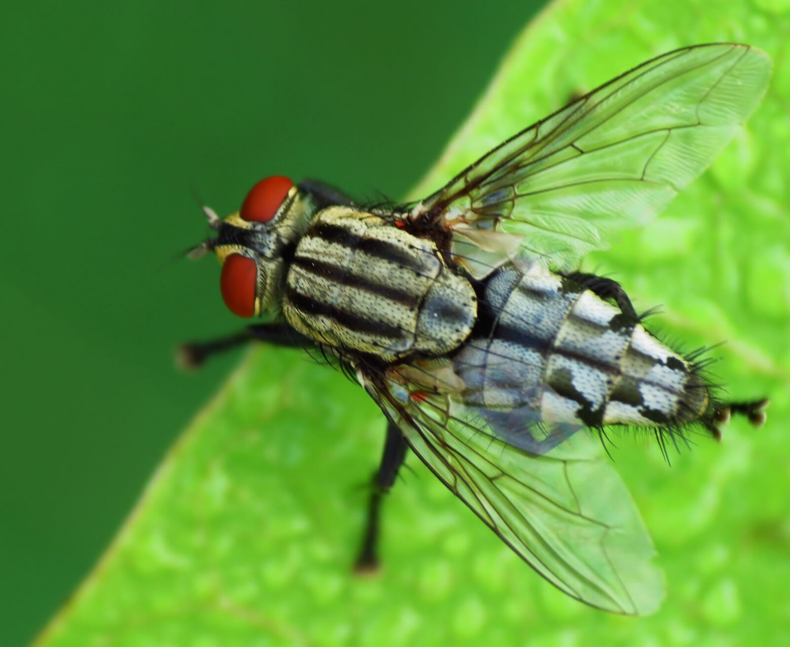 Canon PowerShot SX40 HS sample photo. Cluster, fly, fly photography
