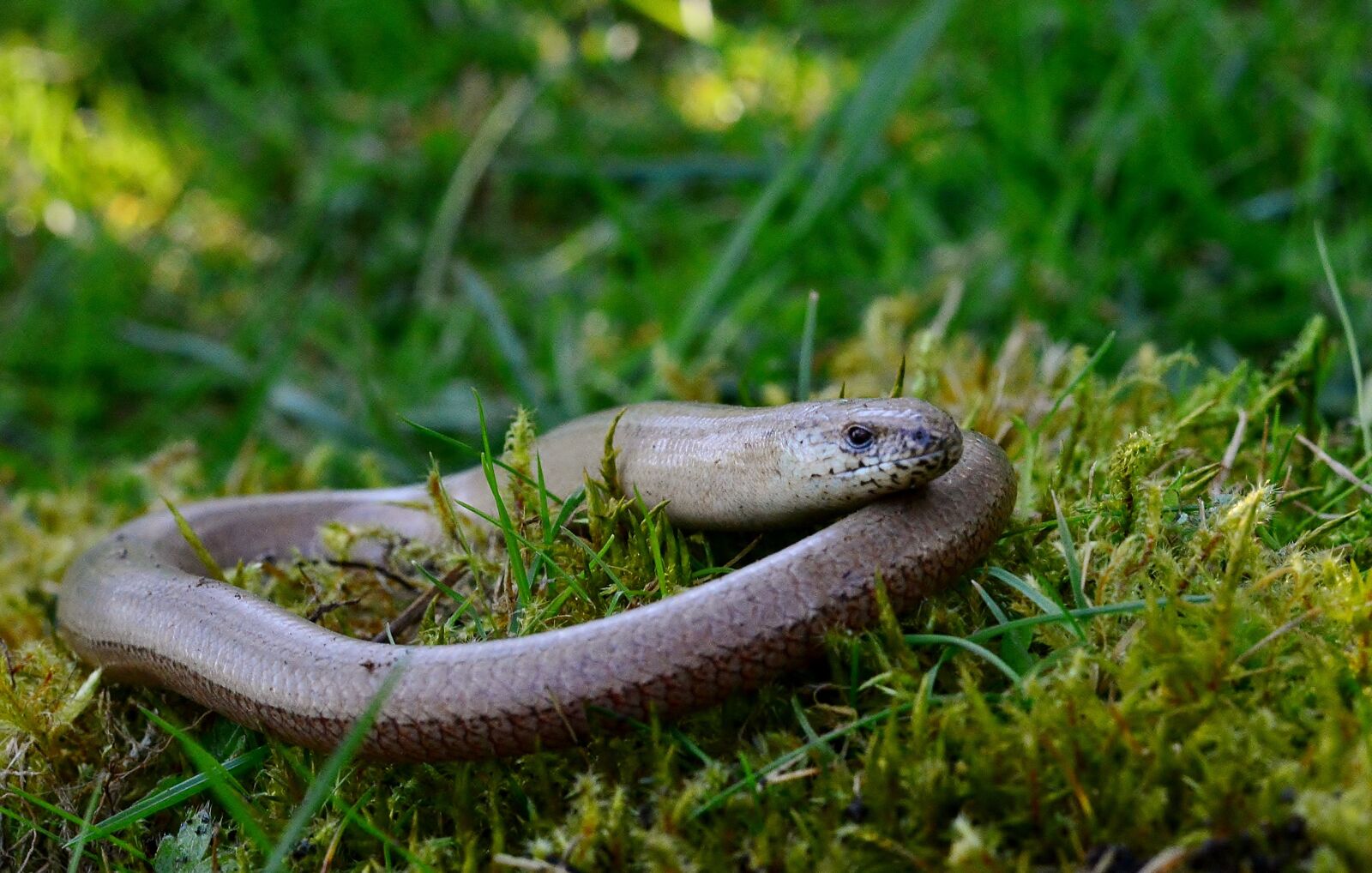 Nikon D5200 sample photo. Slow worm, lizard, nature photography