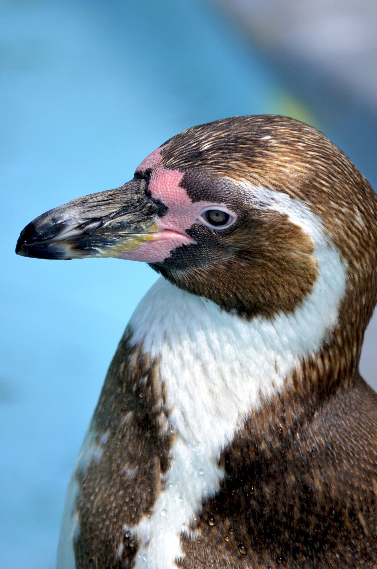 Nikon D5100 sample photo. Penguin, glasses penguin, humbo photography