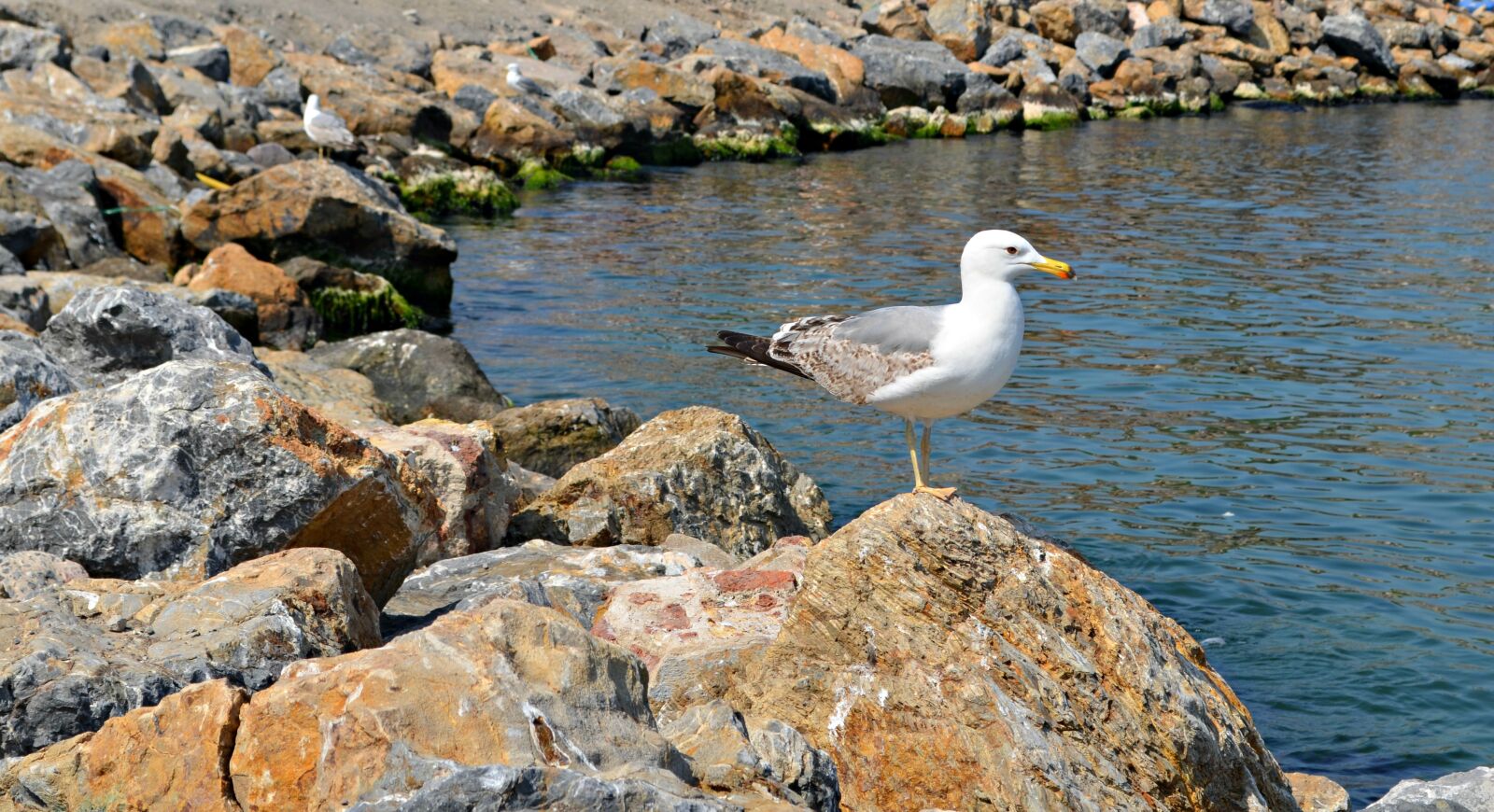 Nikon D5100 sample photo. Seagull, sea, bird photography