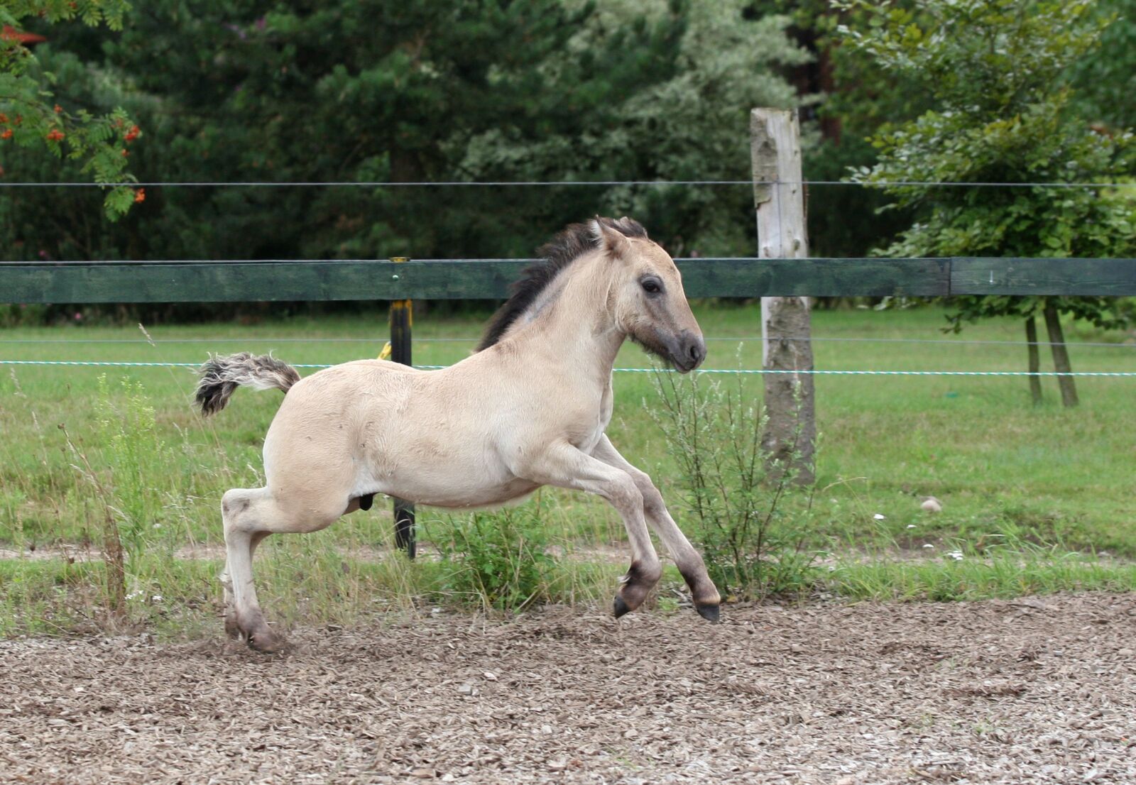 Canon EOS 20D sample photo. Foal, high country pony photography