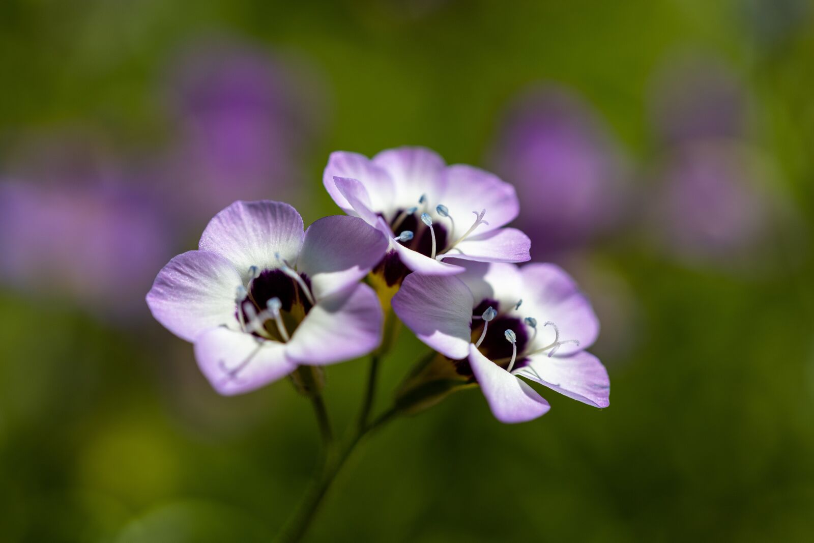 Canon EOS RP sample photo. Flower, wild flower, garden photography