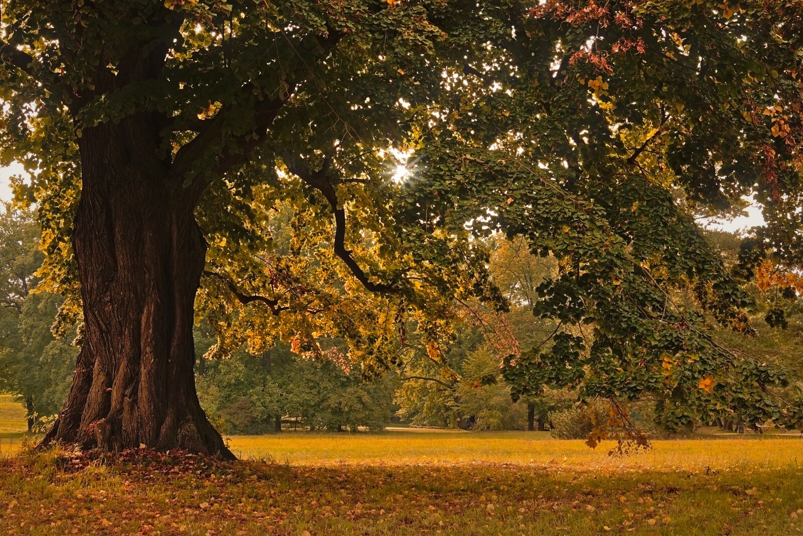 Nikon D5600 sample photo. Linde, deciduous tree, tree photography