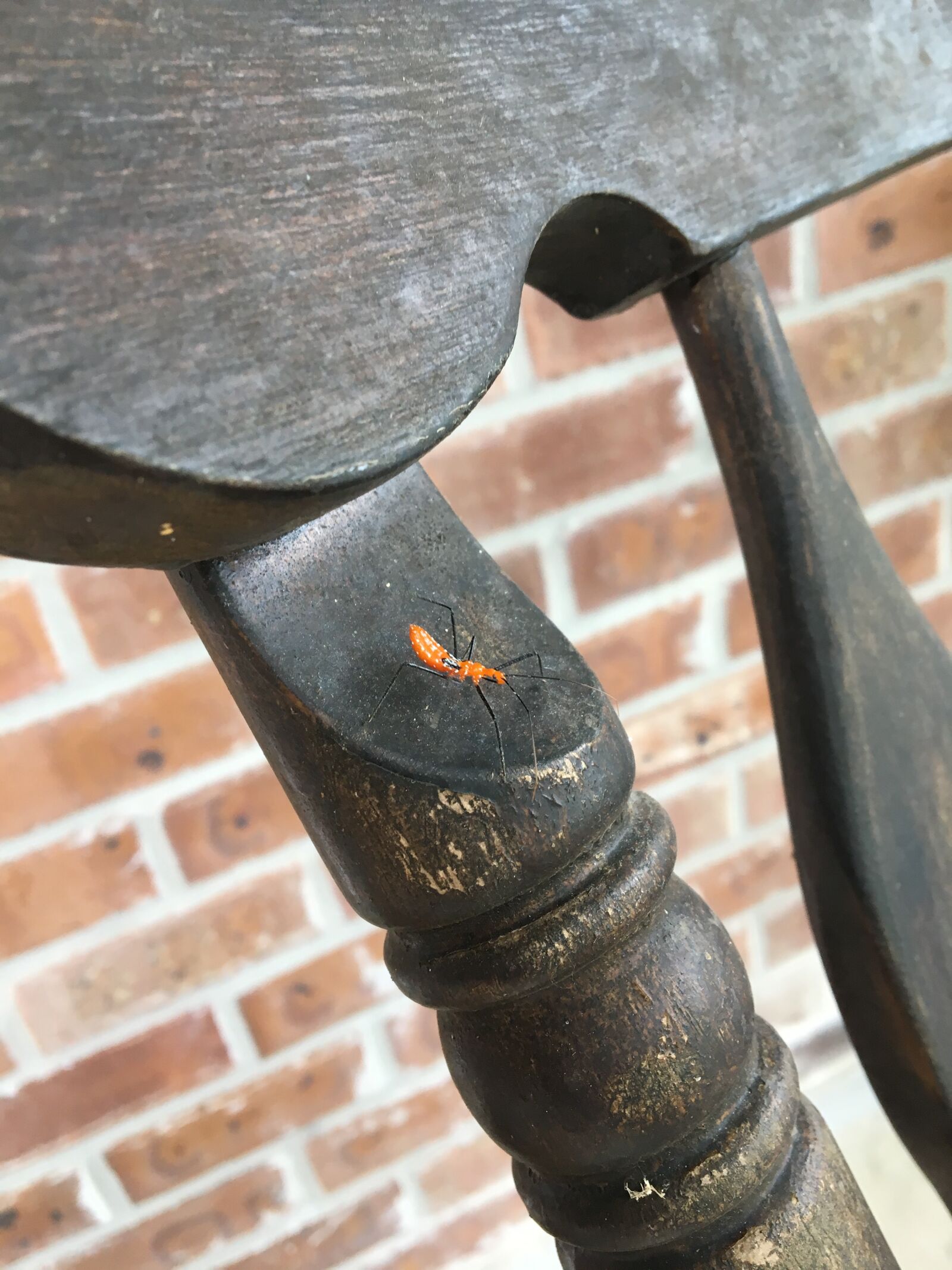 iPhone 6s back camera 4.15mm f/2.2 sample photo. Aphid, of, sorts photography
