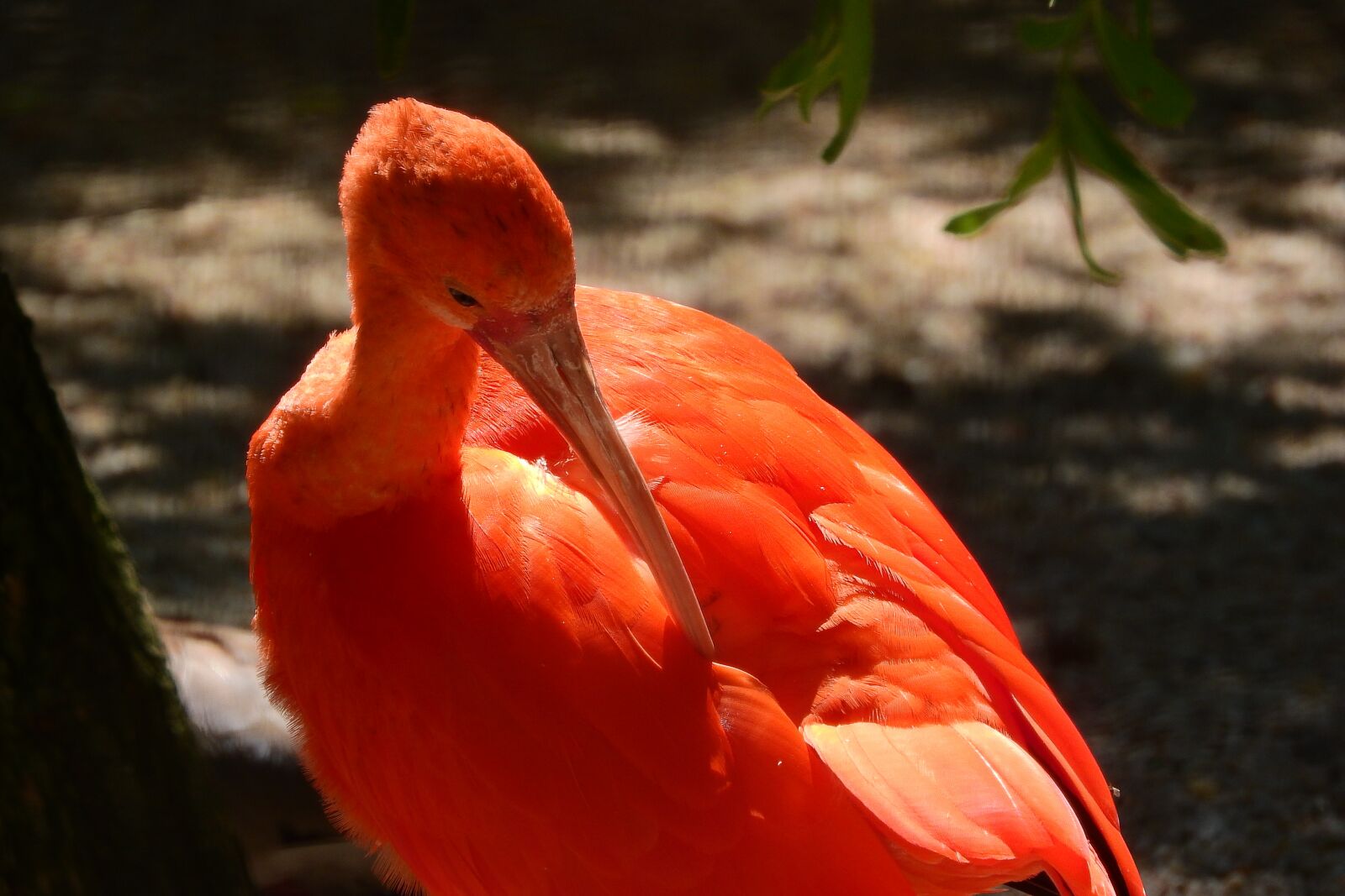 Nikon Coolpix P610 sample photo. Ibis red, eudocimus ruber photography