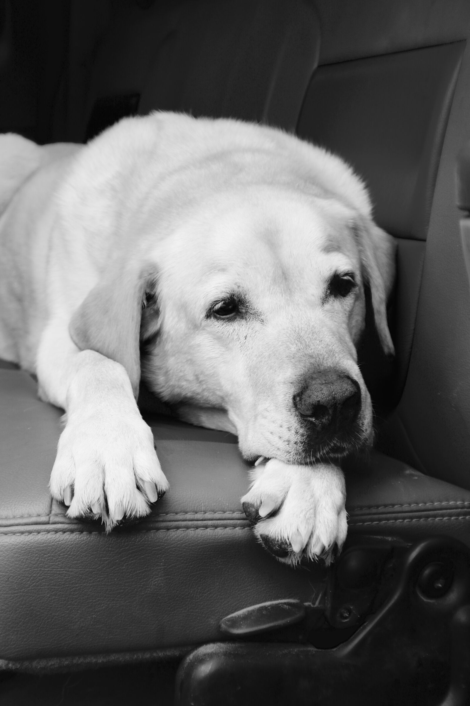 Canon EOS 750D (EOS Rebel T6i / EOS Kiss X8i) sample photo. Dog, labrador, retriever photography