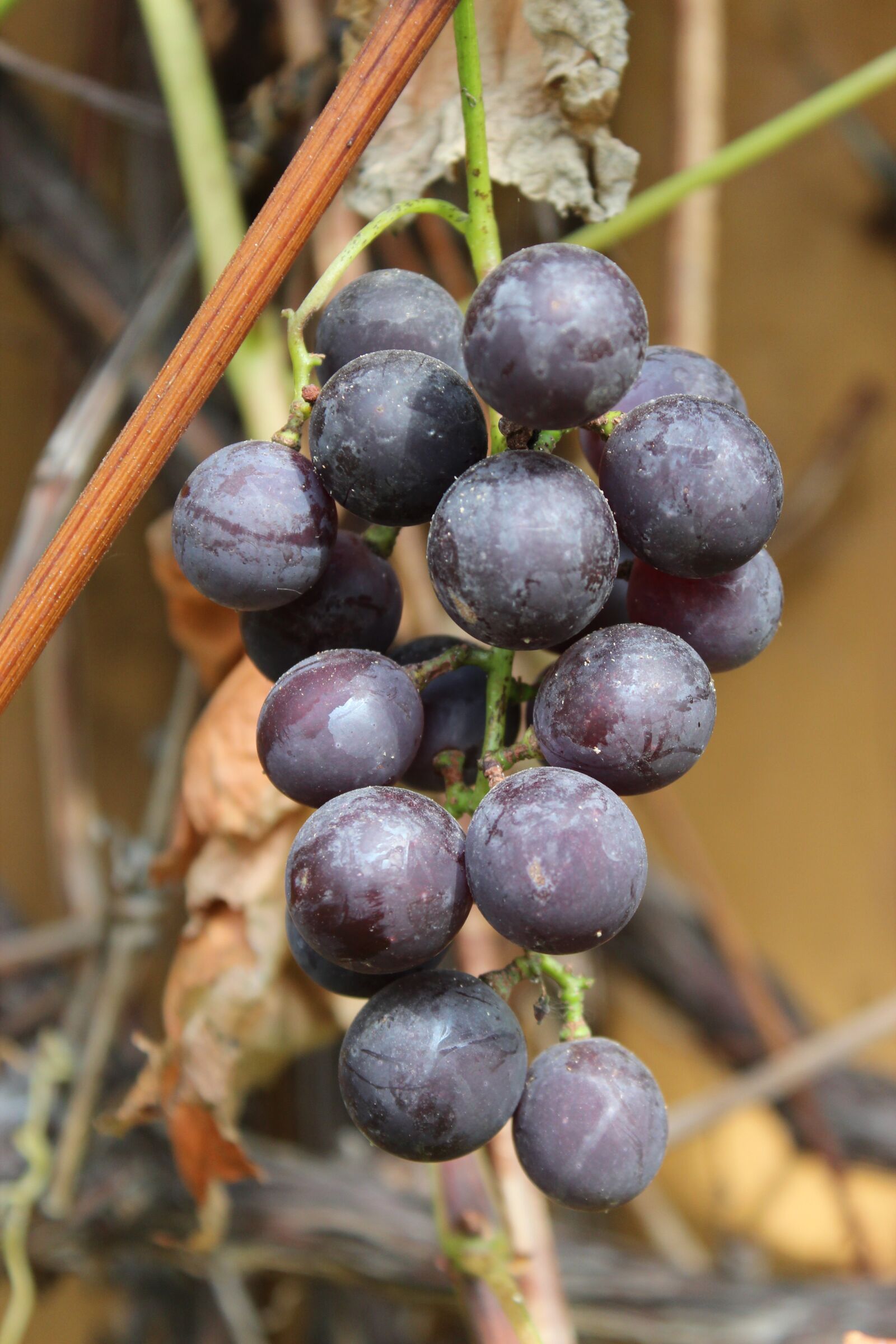 Canon EOS 600D (Rebel EOS T3i / EOS Kiss X5) sample photo. Bunch of grapes, fruit photography