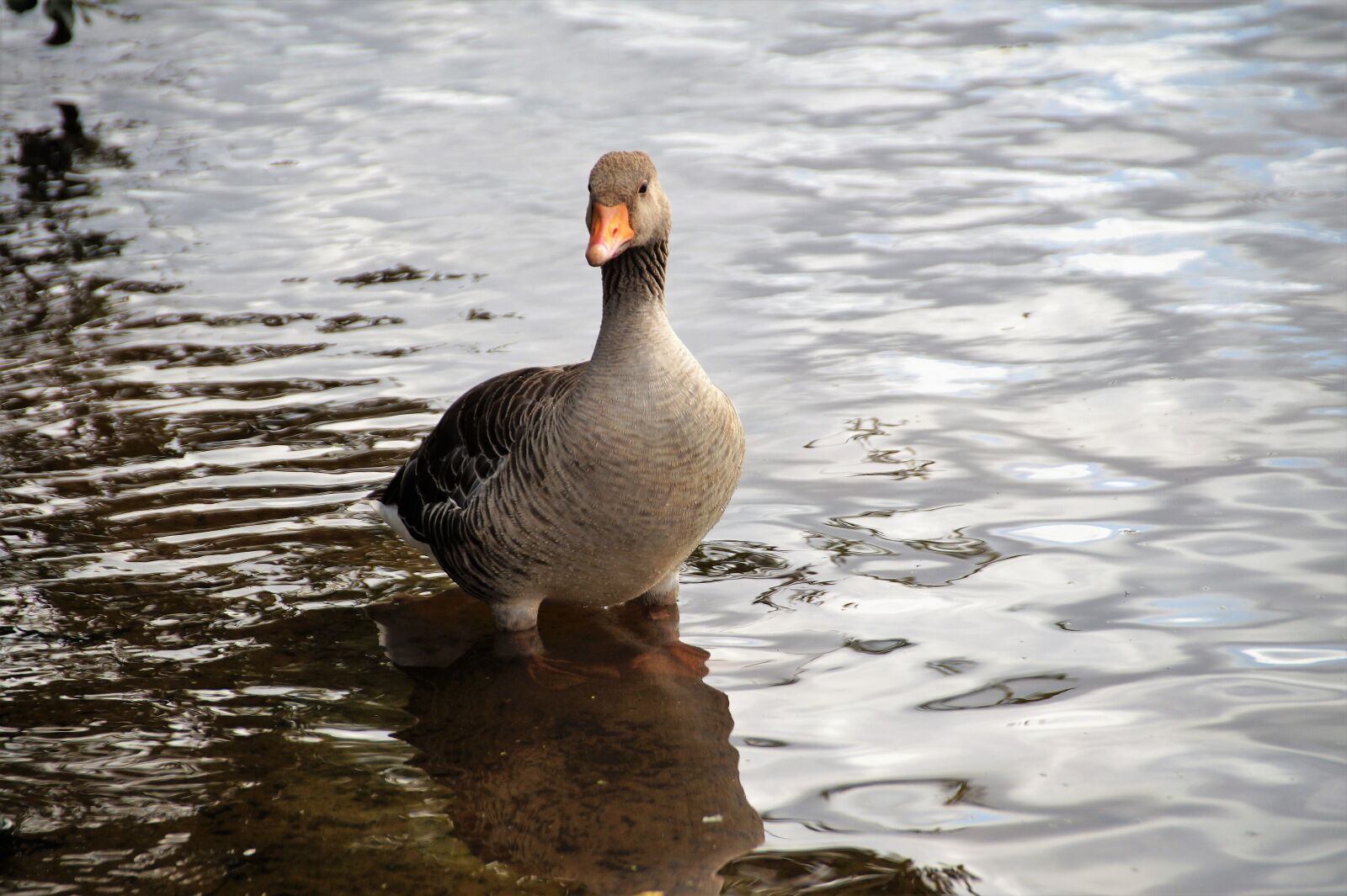 Sony SLT-A58 sample photo. Goose, wild, canadian photography