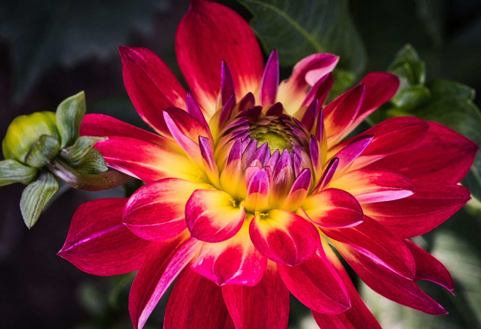 Canon EOS 200D (EOS Rebel SL2 / EOS Kiss X9) sample photo. Dahlia, red, bright photography