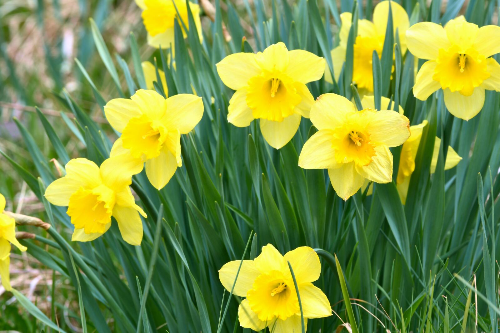 Nikon D7500 sample photo. Narciso, color, yellow photography