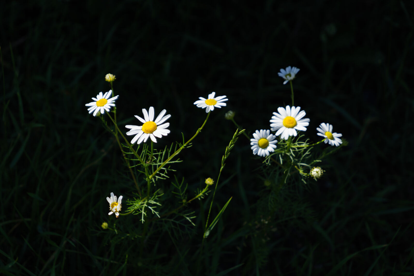 Panasonic Lumix DC-G9 II sample photo. Sunshine flowers photography