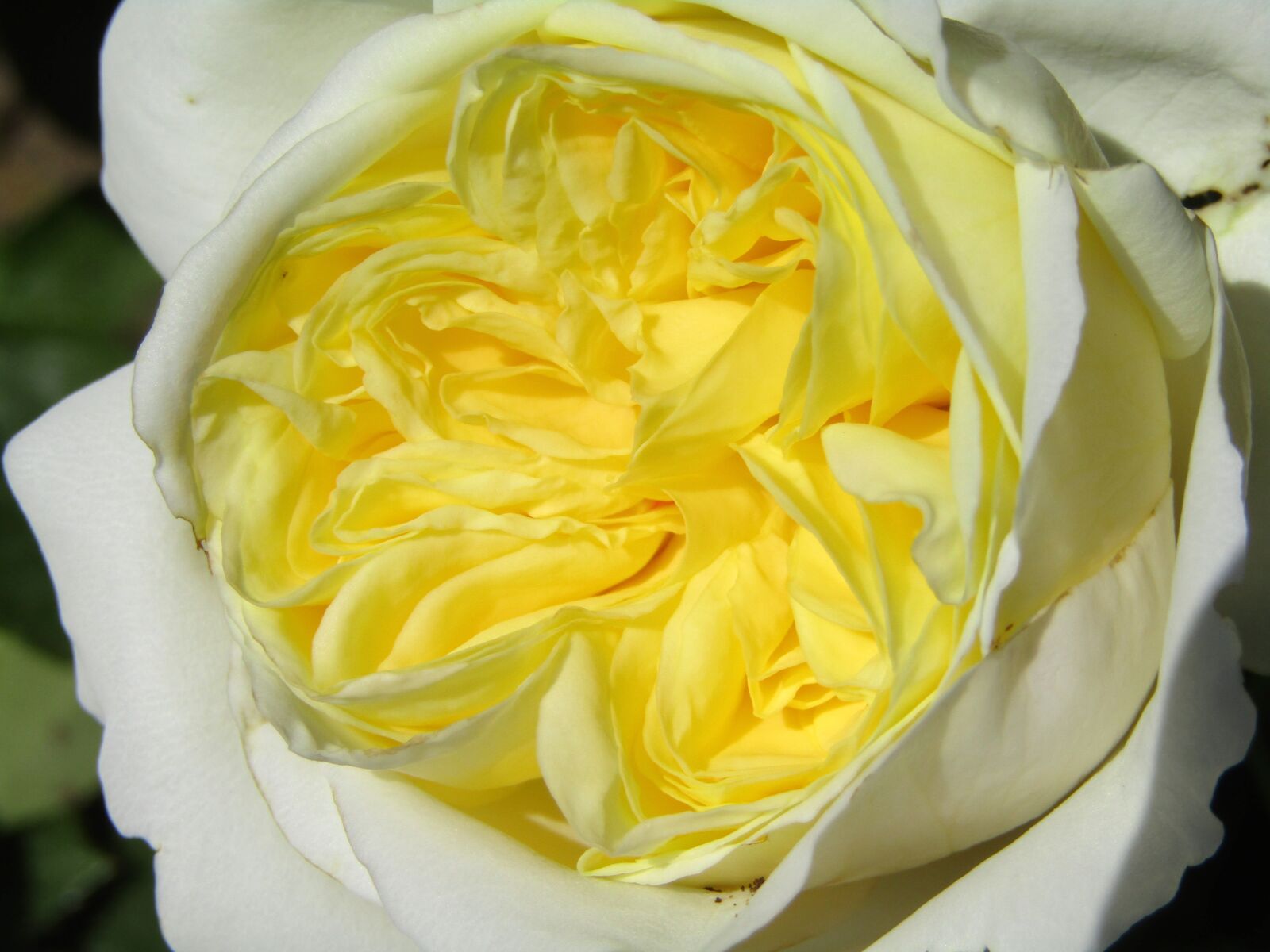 Canon POWERSHOT SX432 IS sample photo. Rose, white, yellow photography