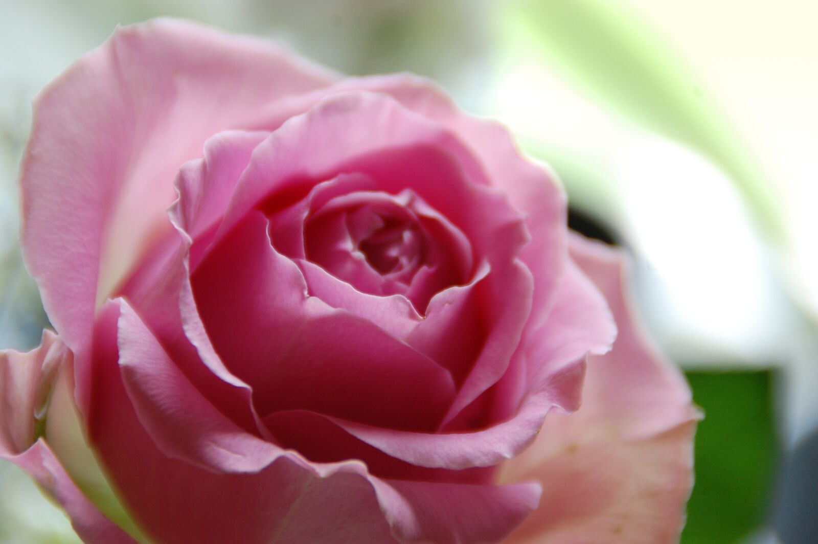 Nikon D40 sample photo. Pink rose, ros, romantically photography