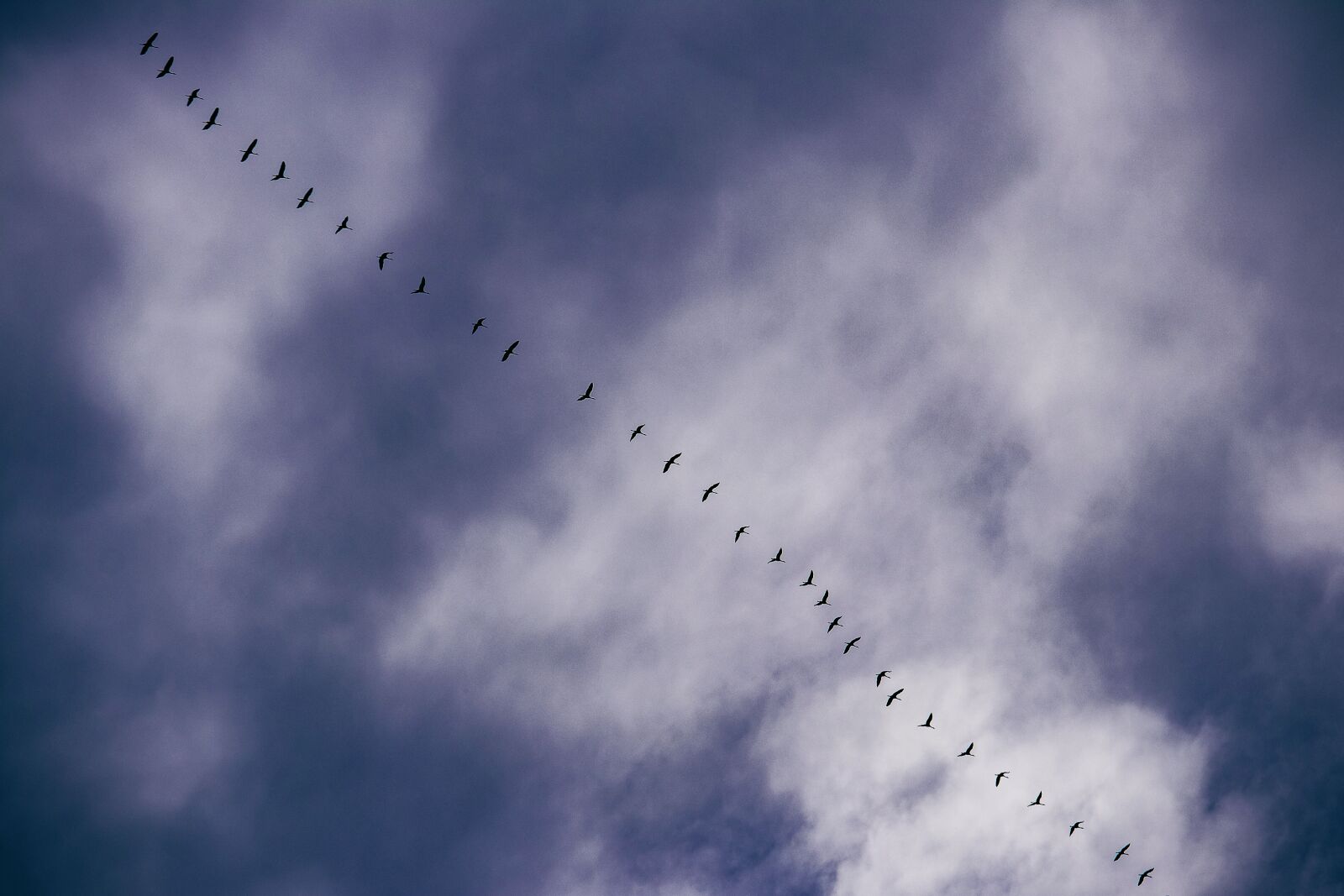 Canon EF-S 55-250mm F4-5.6 IS STM sample photo. Wild geese, animal, bird photography