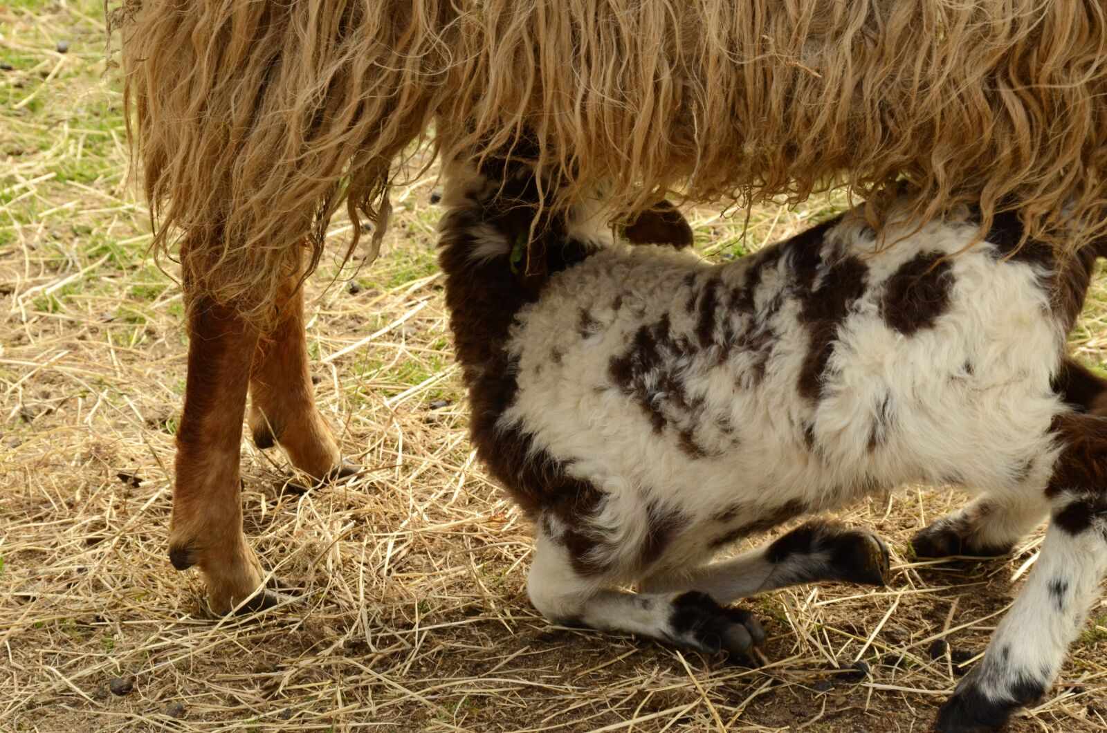 Nikon D7000 sample photo. Lamb, sheep, suckle photography