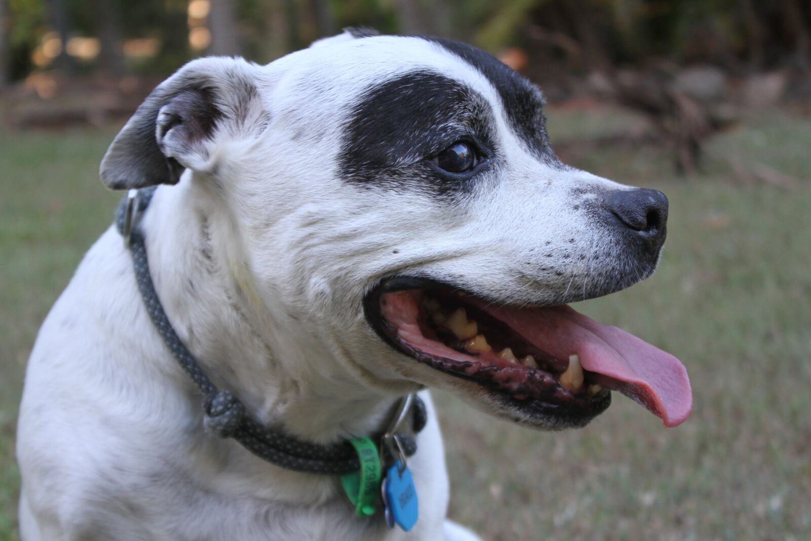 Canon EF-S 18-55mm F3.5-5.6 IS sample photo. Staffy, staffordshire, bull photography