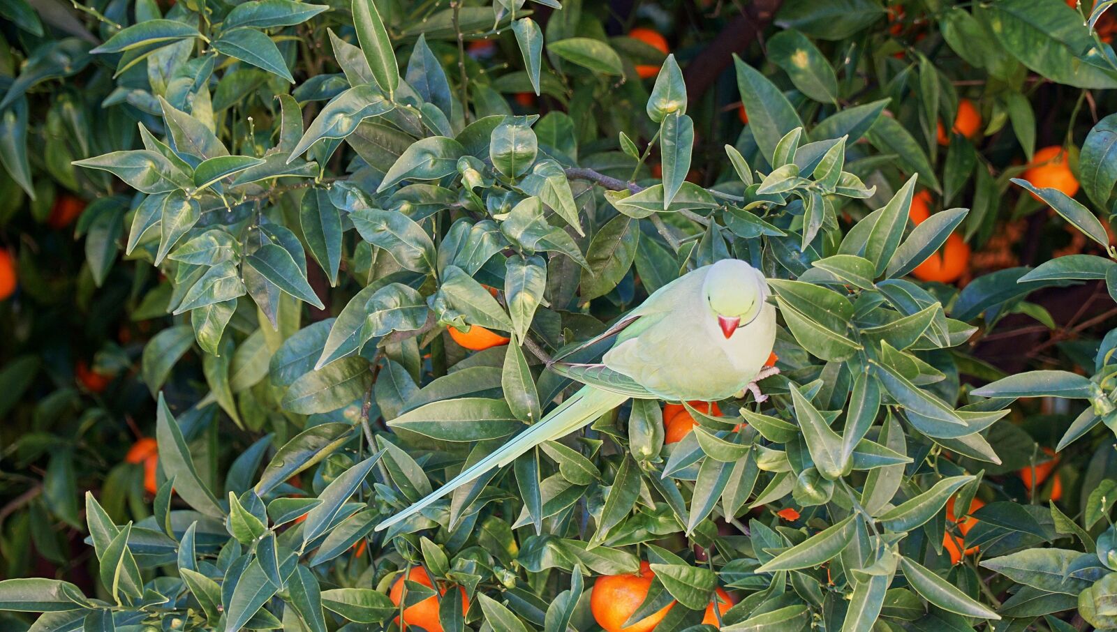 Sony a6000 + Sony E PZ 18-105mm F4 G OSS sample photo. Oranges, parrot, liguria photography