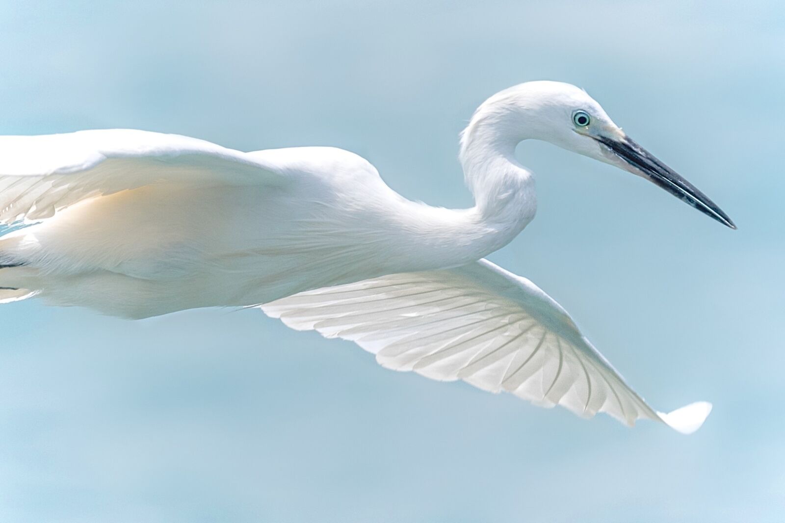 Nikon D750 sample photo. White heron, wildlife, bird photography