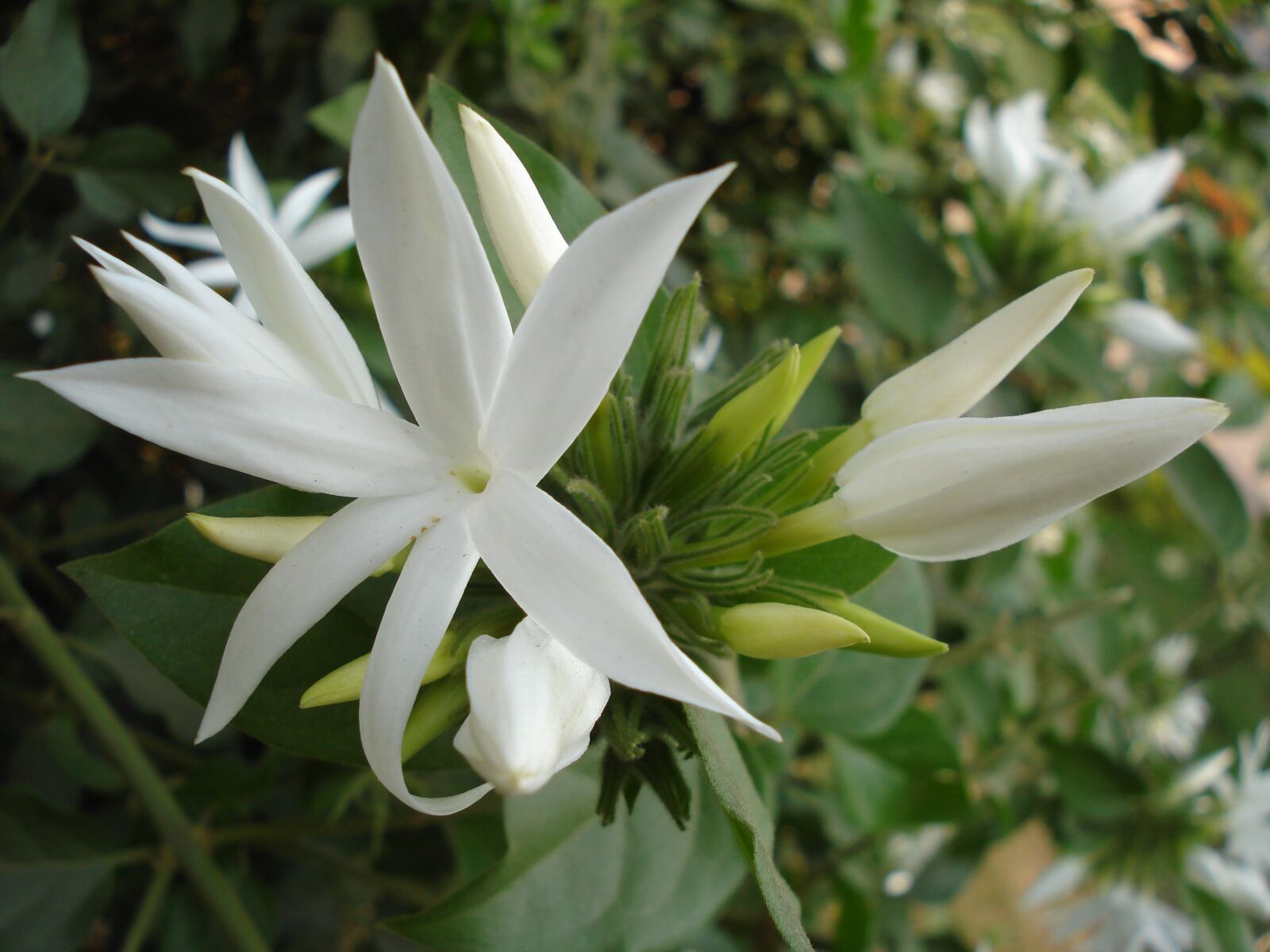 Sony DSC-W55 sample photo. White flower, nature, green photography