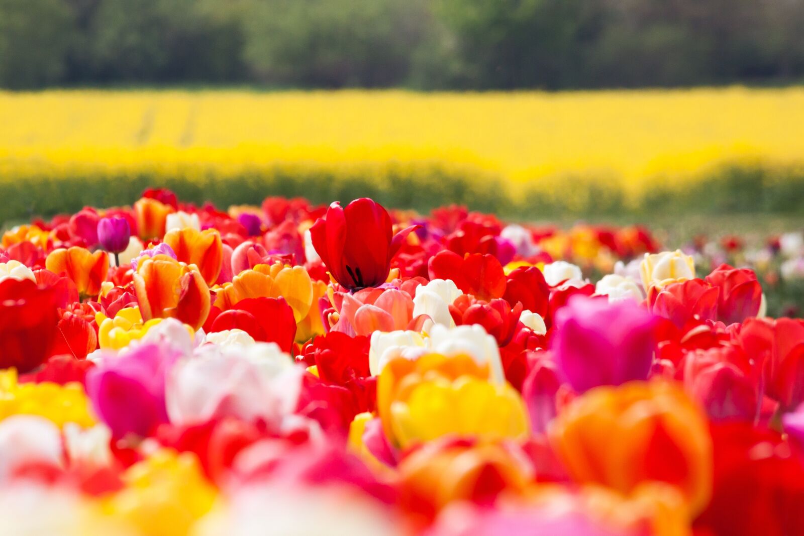 Canon EOS 50D sample photo. Tulip, spring flower, flower photography