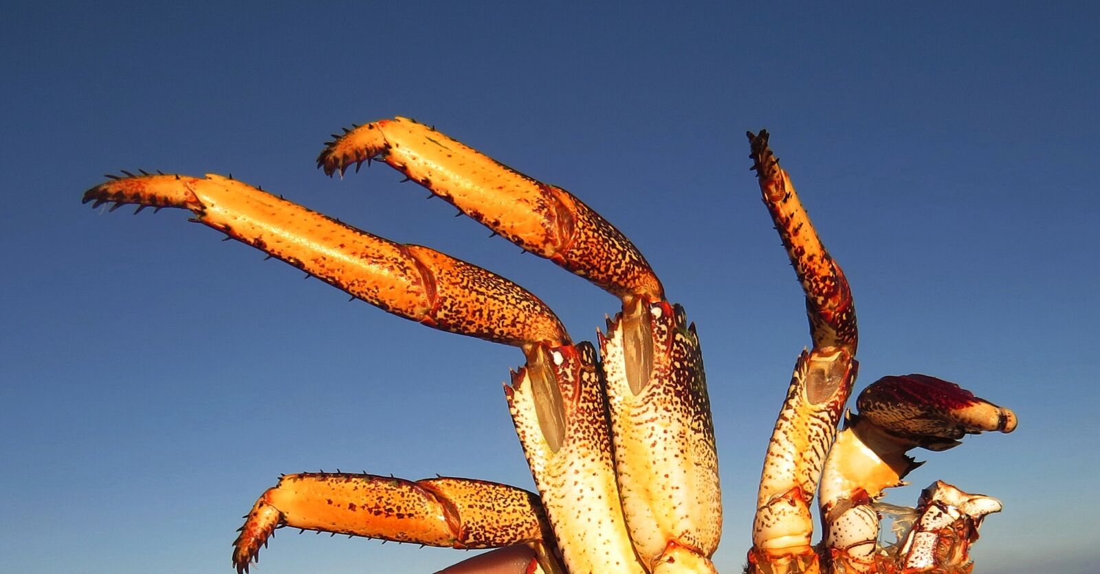 Canon PowerShot SX50 HS sample photo. Paticas, of, crab photography