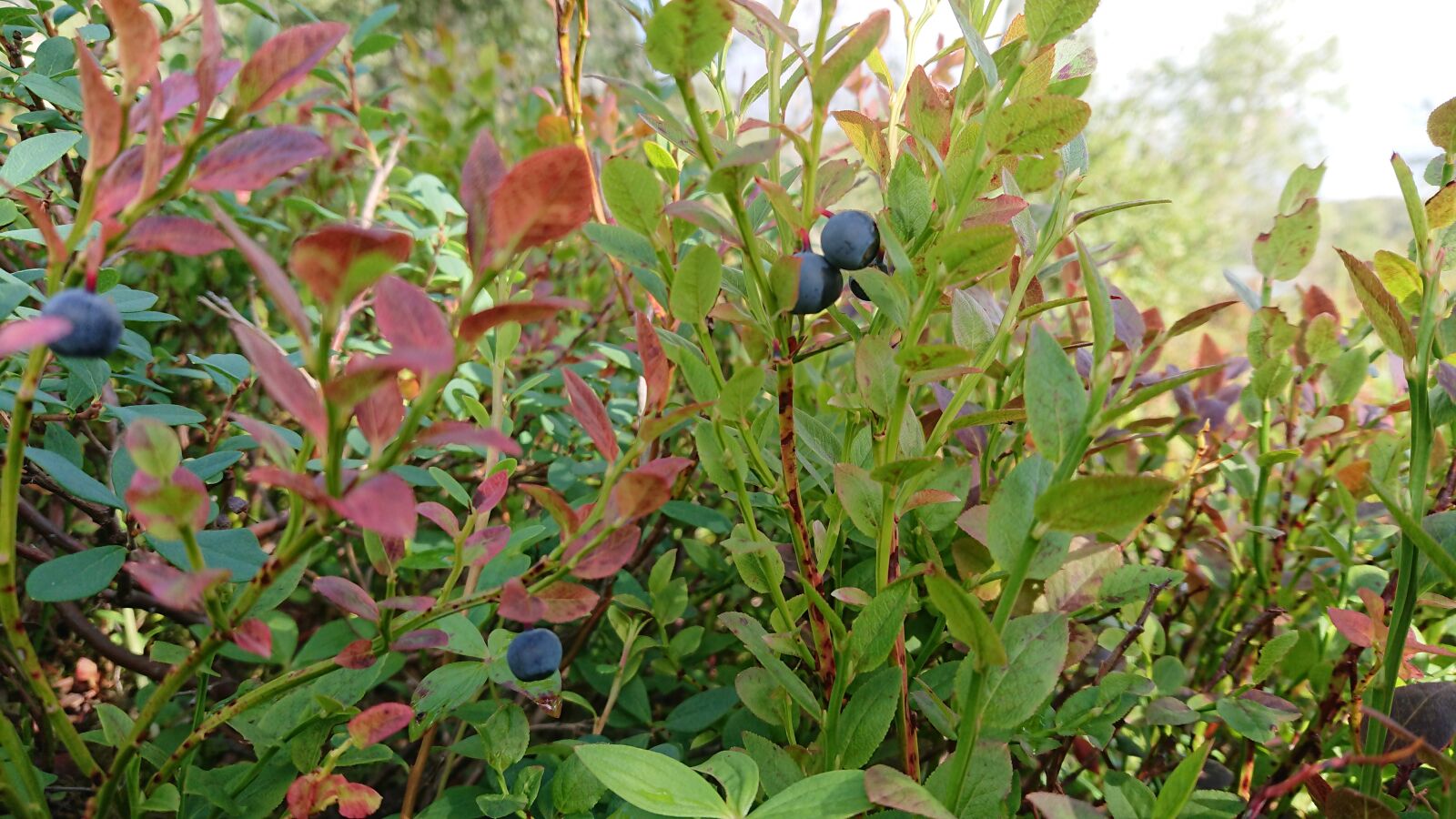 Sony Xperia XZ1 Compact sample photo. Blueberries, autumn, botany photography