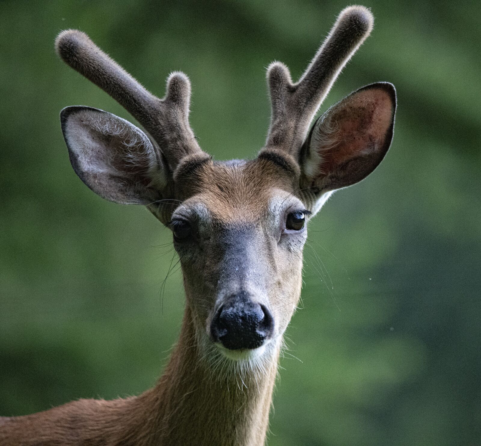 Tamron SP 150-600mm F5-6.3 Di VC USD sample photo. Deer, wildlife, animal photography