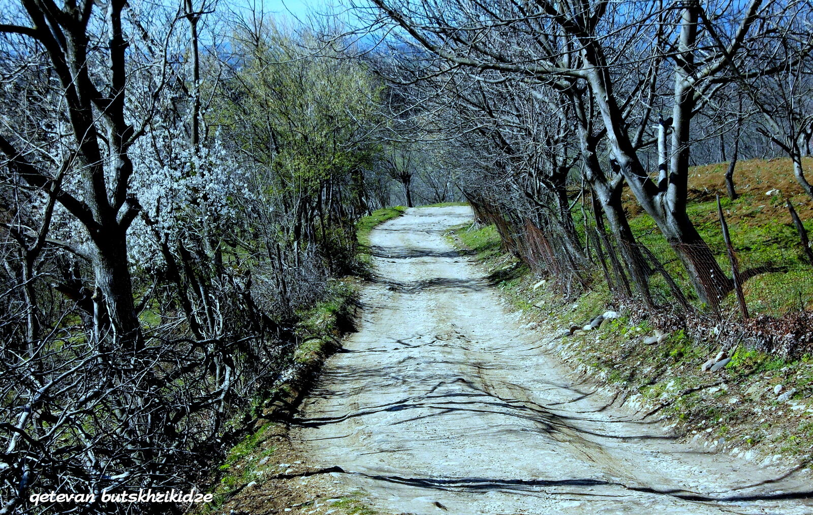 Nikon COOLPIX L25 sample photo. Road, spring, trees photography