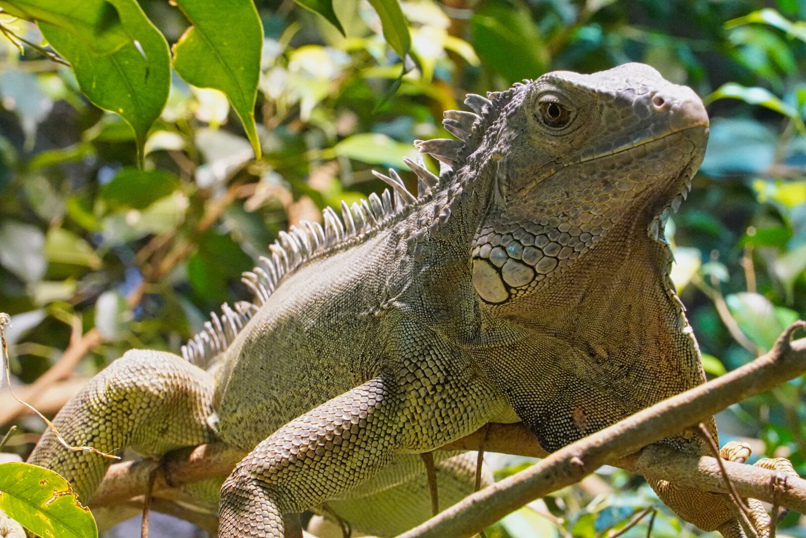 Sony a6400 sample photo. Green iguana, iguana, terrarium photography