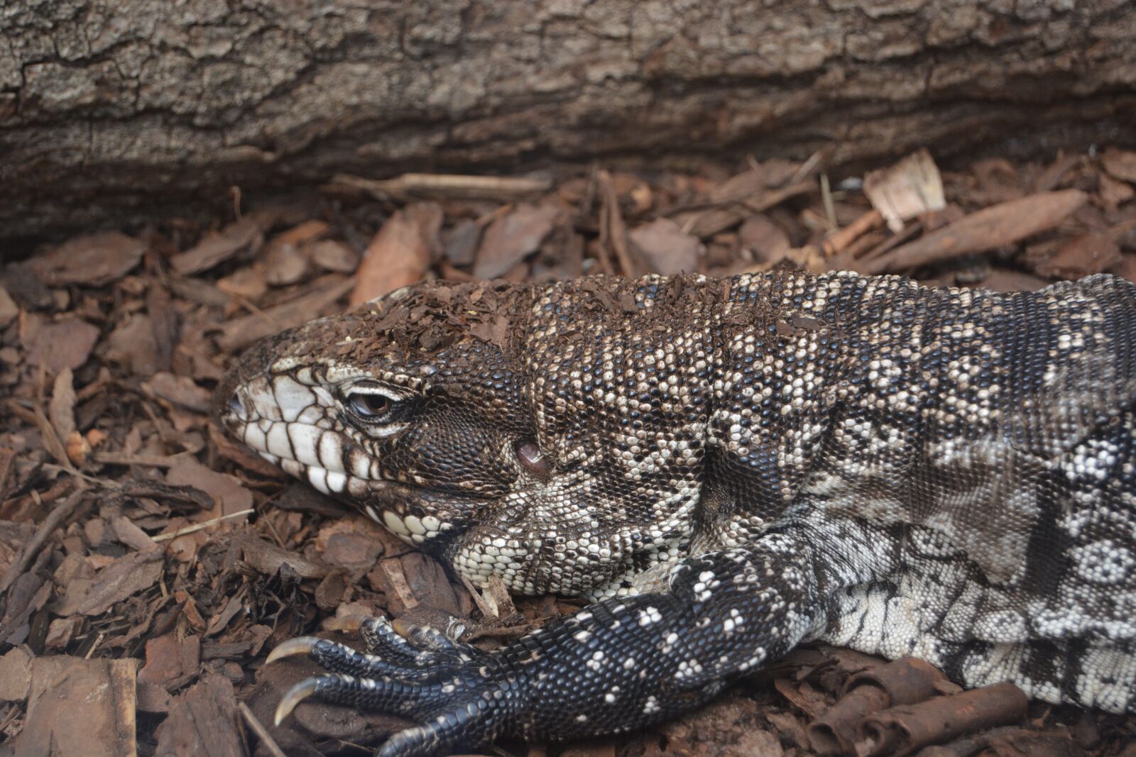 Nikon D5200 sample photo. Lizard, reptile, animal photography