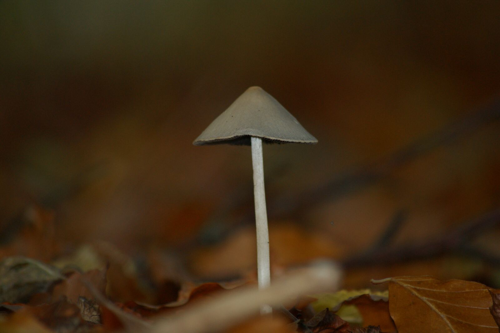 Sony Alpha DSLR-A350 sample photo. Sponge, natural, forest photography
