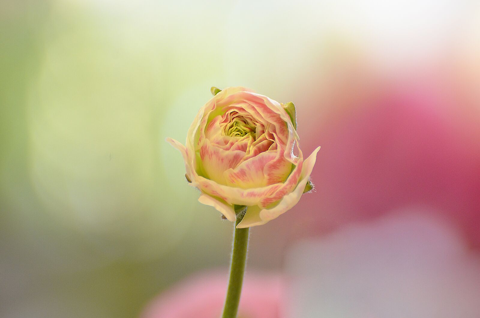 Nikon D7000 sample photo. Flower, flora, nature photography