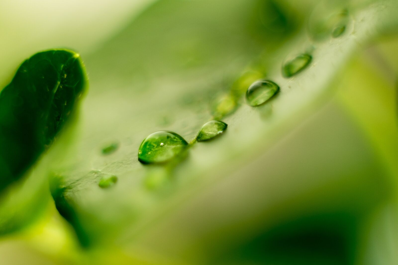 Fujifilm X-T10 sample photo. Leaf, green, water photography