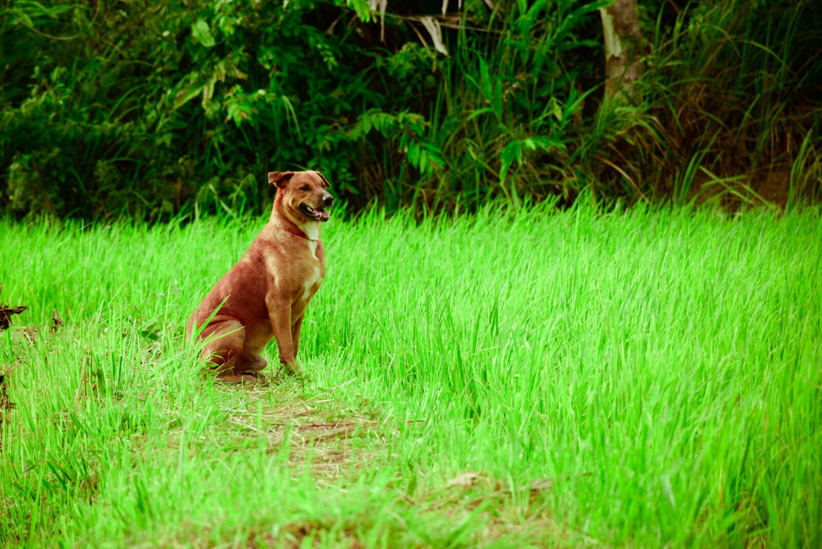 Nikon D5300 sample photo. Dog, mead, nature photography