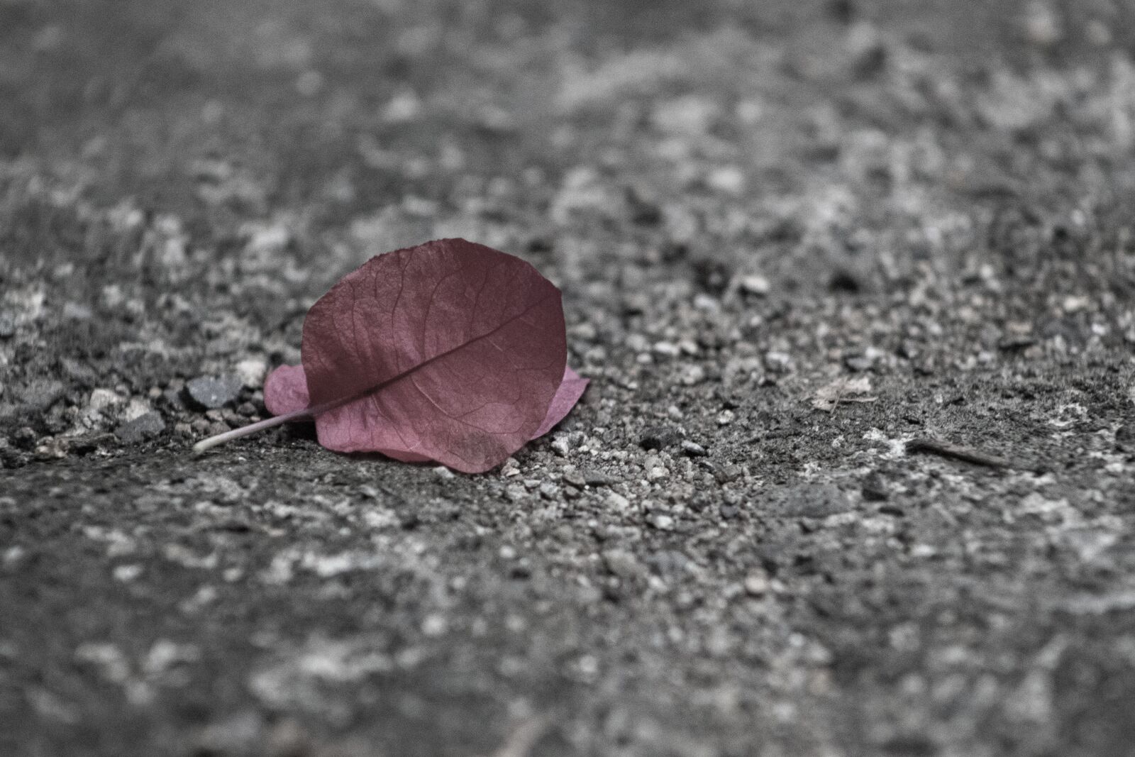 Canon EOS 800D (EOS Rebel T7i / EOS Kiss X9i) sample photo. Ground, leaves, leaf photography