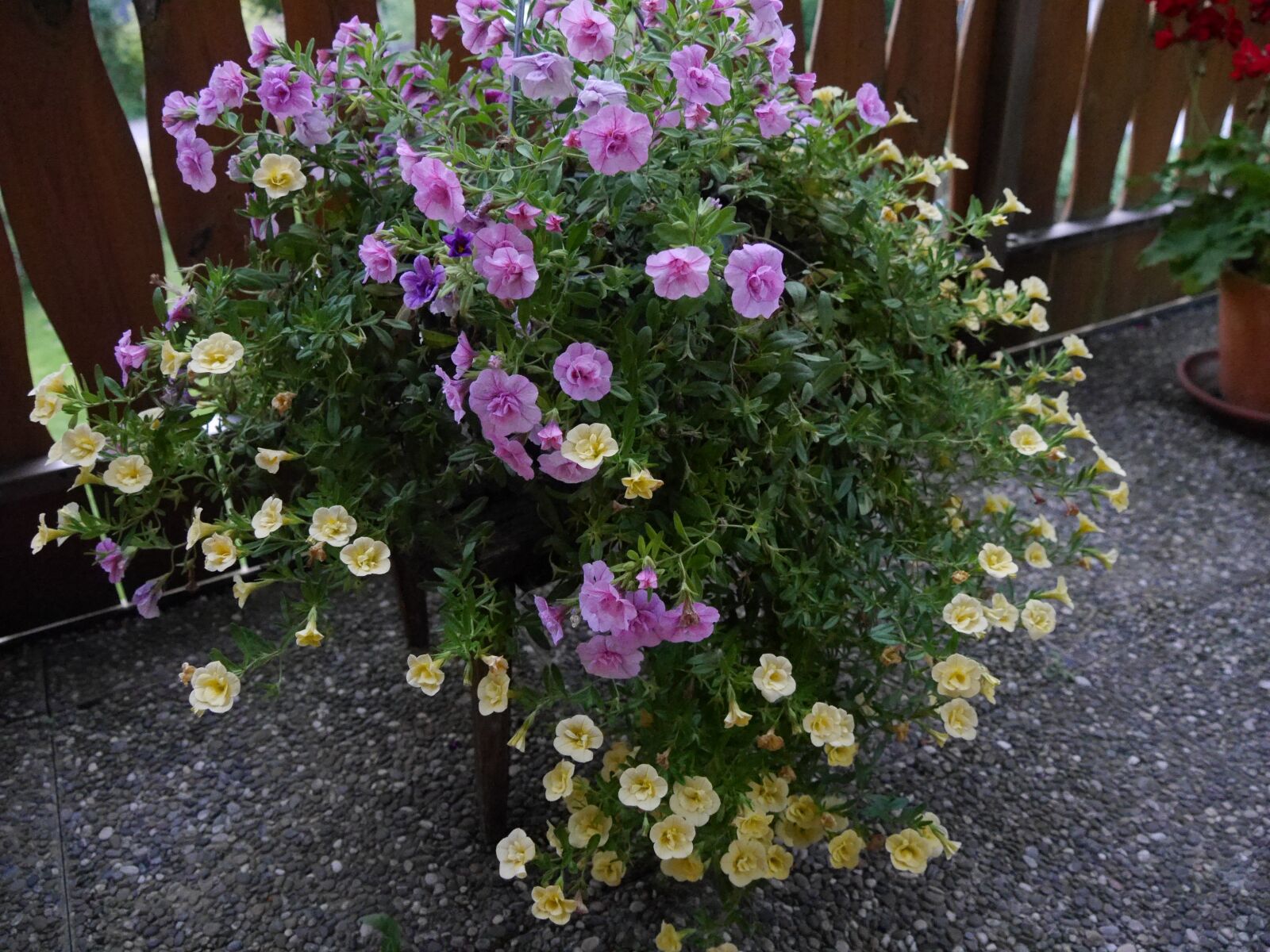 Panasonic Lumix DMC-G6 sample photo. Flowers, colorful, color photography